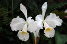 Cattleya trianae v alba Aranka Gesmaske